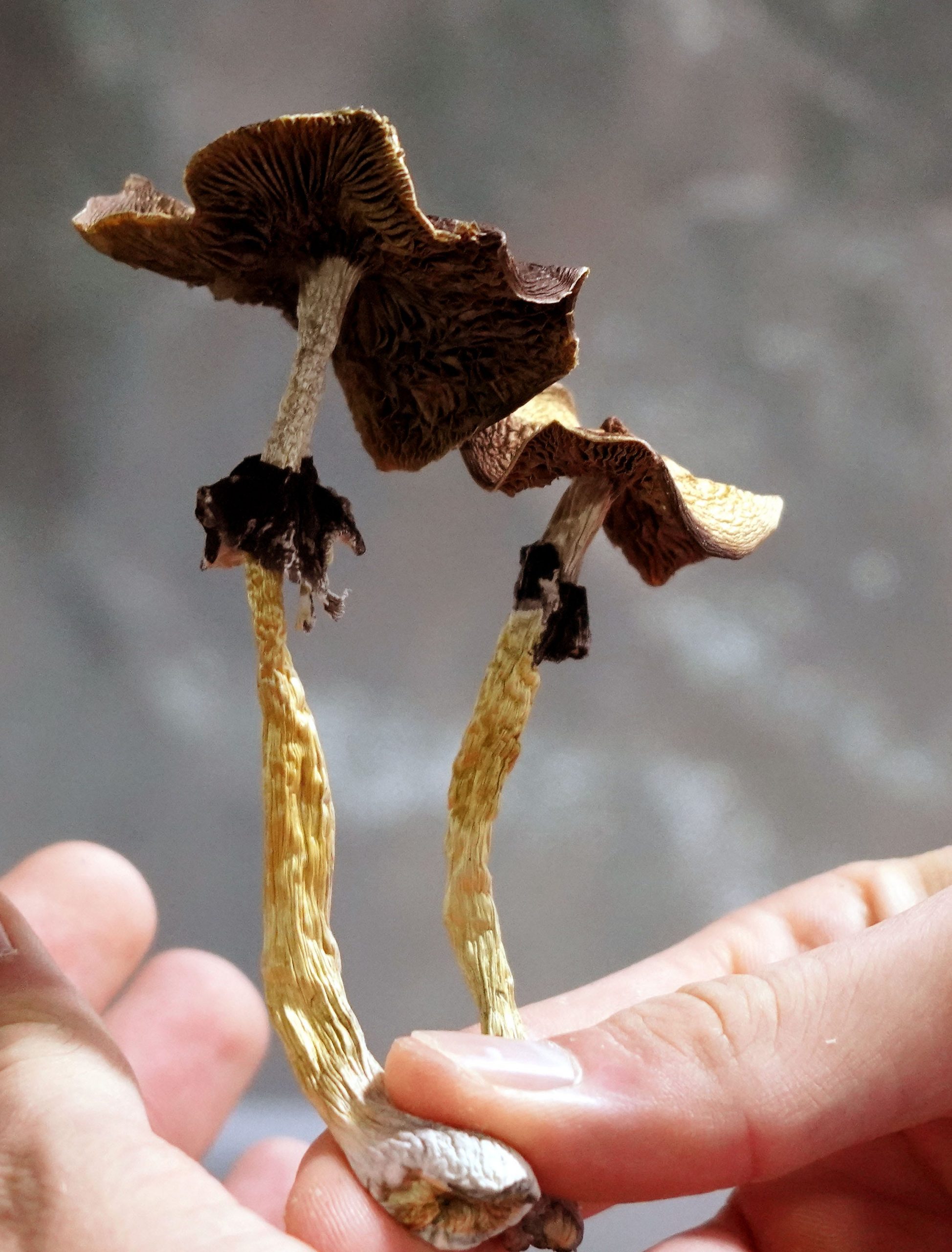 Magic Mushrooms